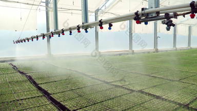 灌溉机仓储<strong>幼苗</strong>种植托盘大温室